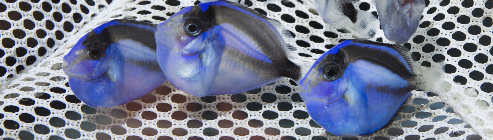 blue tang juvenile fish