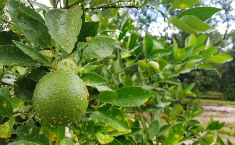 close up of a lime growing on a tree in the greenhouse