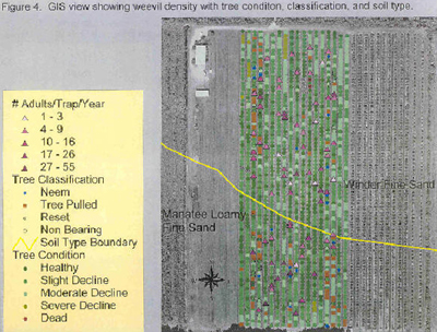 GIS view showing weevil density