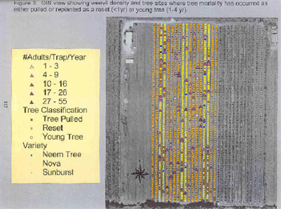 GIS view showing weevil density