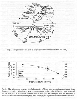 Generalized life cycle of Diaprepes