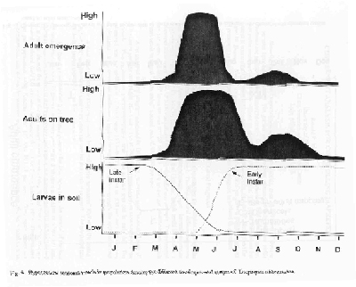 Hypothetical seasonal trends in population density