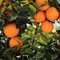 Orange tree