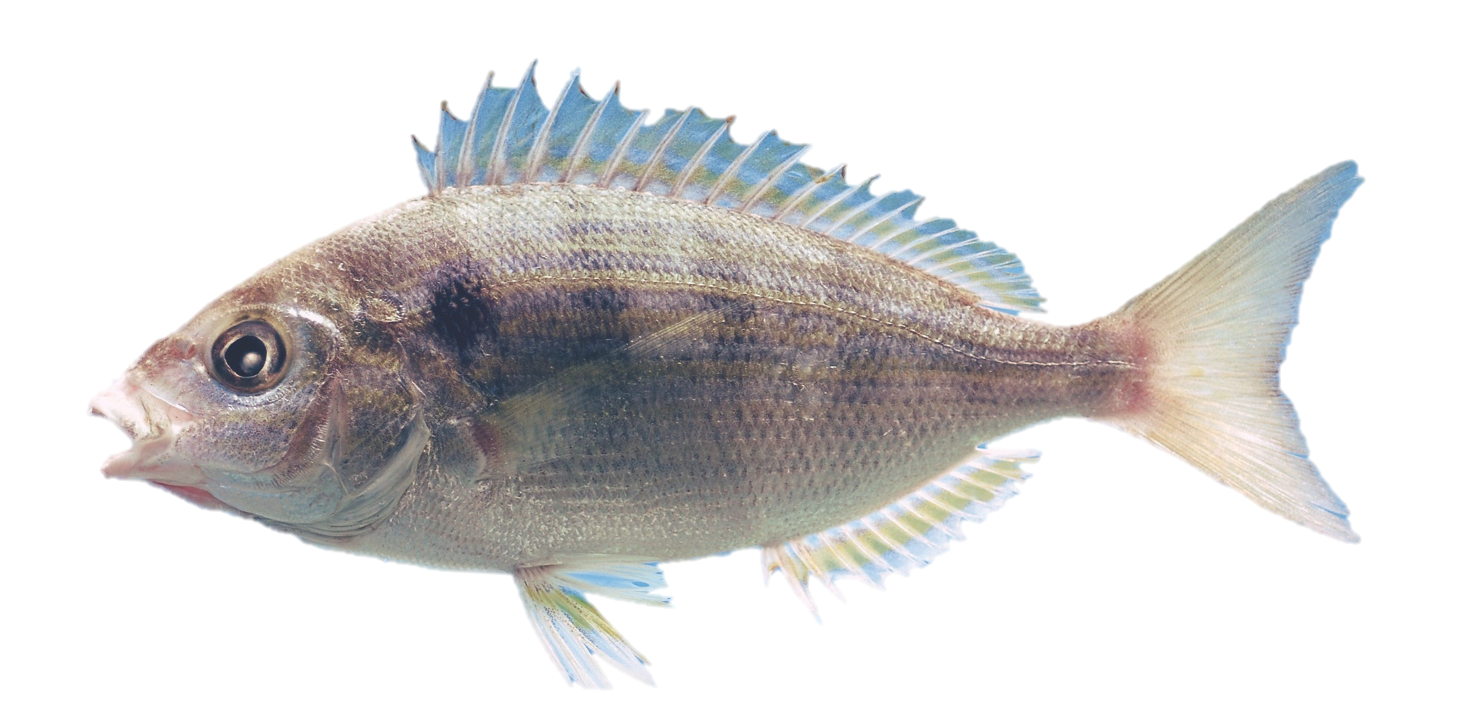Fish of Florida: Atlantic Cubera Snapper (Lutjanus cyanopterus) Species  Profile - UF/IFAS Extension Collier County