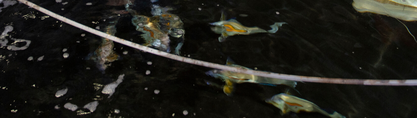 fish eating in a stock tank