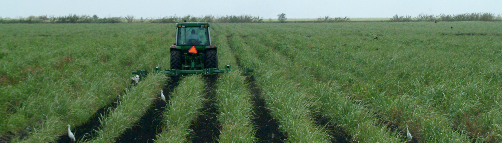 tractor plowing a field for bioenergy crop