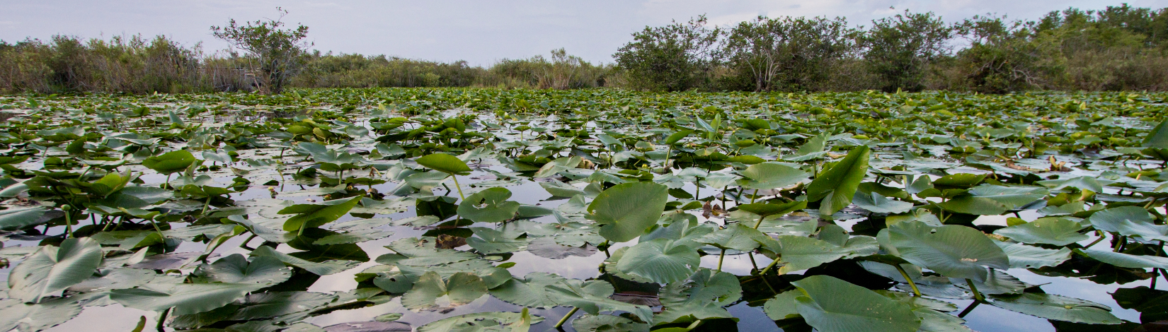 a lakefront with lily pads in the foreground, and trees in the background