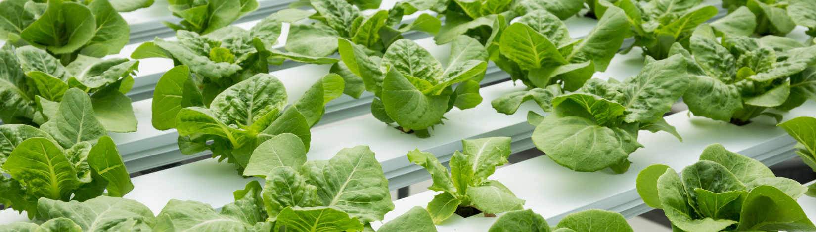 lettuce in pots in a greenhouse