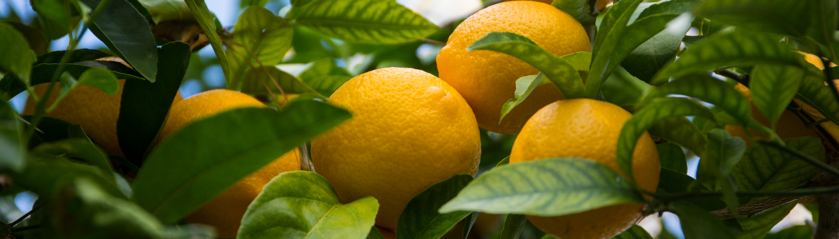 close of lemons growing on a tree in the field