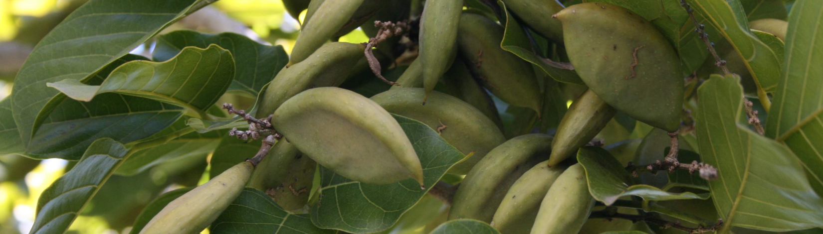 close of pongamia seeds growing on a tree in the field