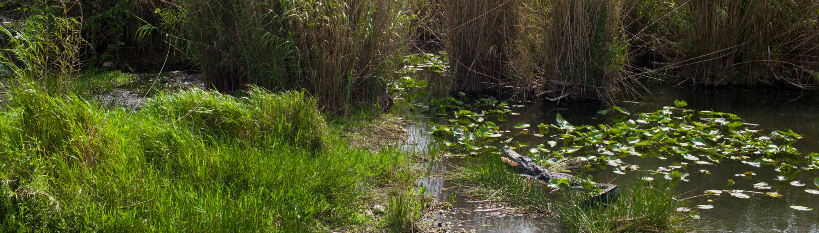 an alligator in the water near a land bar