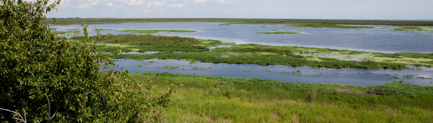 shoreline of lake Okeechobee