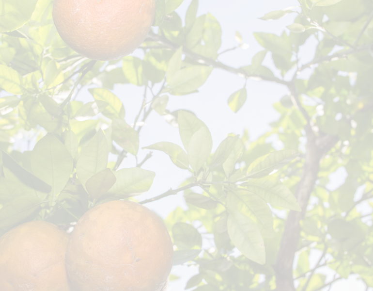 Citrus fruit on trees in the campus orange groves