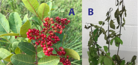 images showing Brazilian pepper tree before and after being affected by thrips