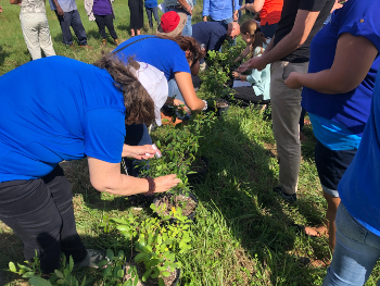 workers attaching thrips to Brazilian pepper tree plants