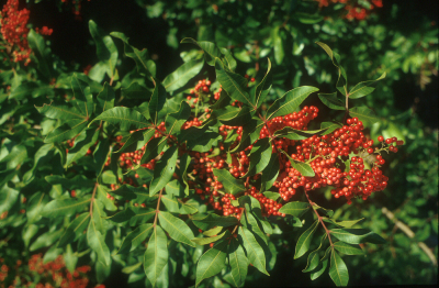 brazilian-peppertree