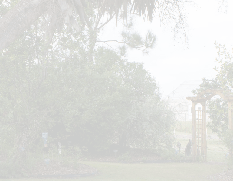 open field with large palm tree and gazebo in the background