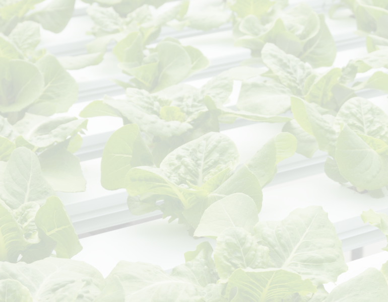lettuce in pots in a greenhouse