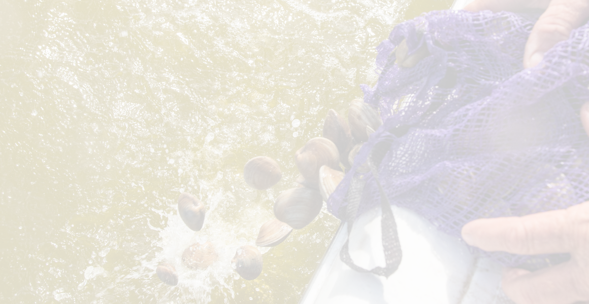 Clams being distributed for a clam buyback and shellfish restoration project in the Indian River Lagoon