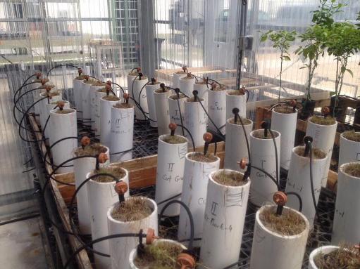 bioenergy crops grown in tubes in the lab