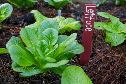 close up of a head of lettuce growing in the field, with a lettuce marker