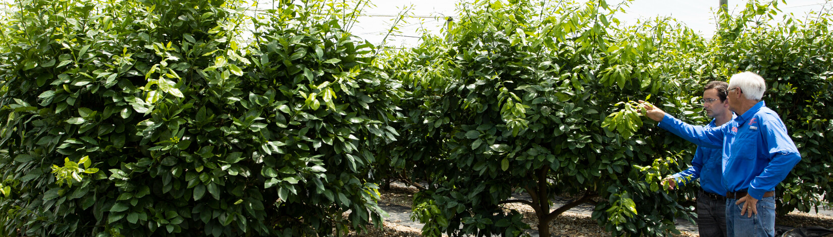 professor advising student in a greenhouse