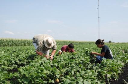 group of workers harvesting snap beans in the field