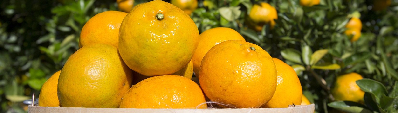 oranges in a basket