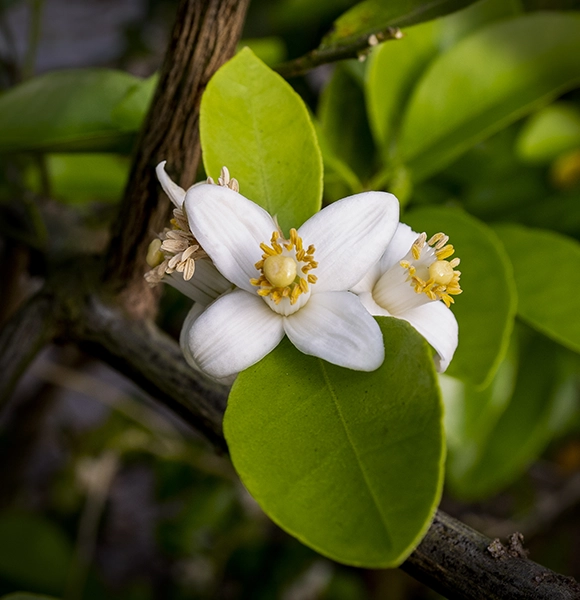 citrus blossom