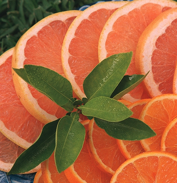 Grapefruit slices