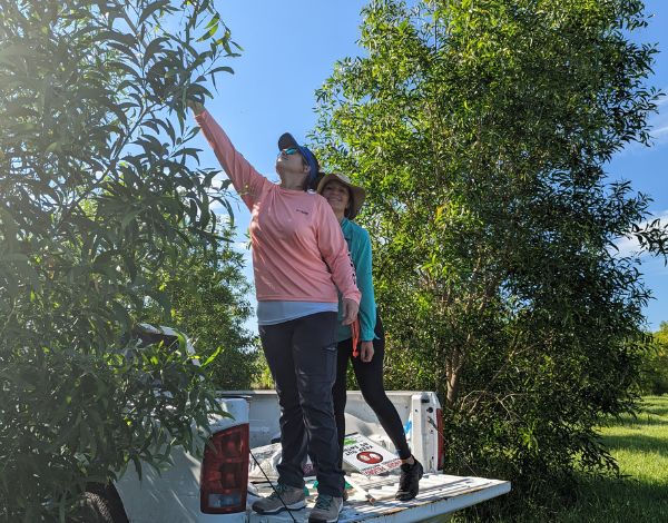Two people standing on the truck of a pickup car next to trees.