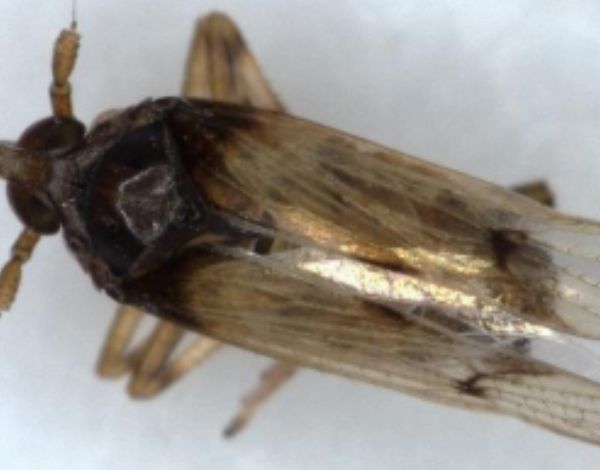 Adult Megamelus scutellaris, macropters with developed wings