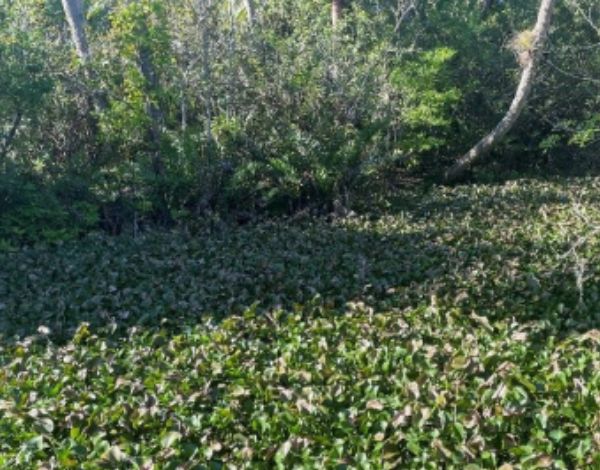 Dense mat of water hyacinth covering a body of water