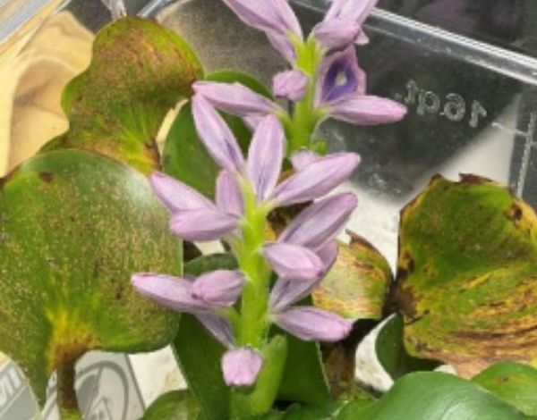 Water hyacinth flower growing in a tank in lab